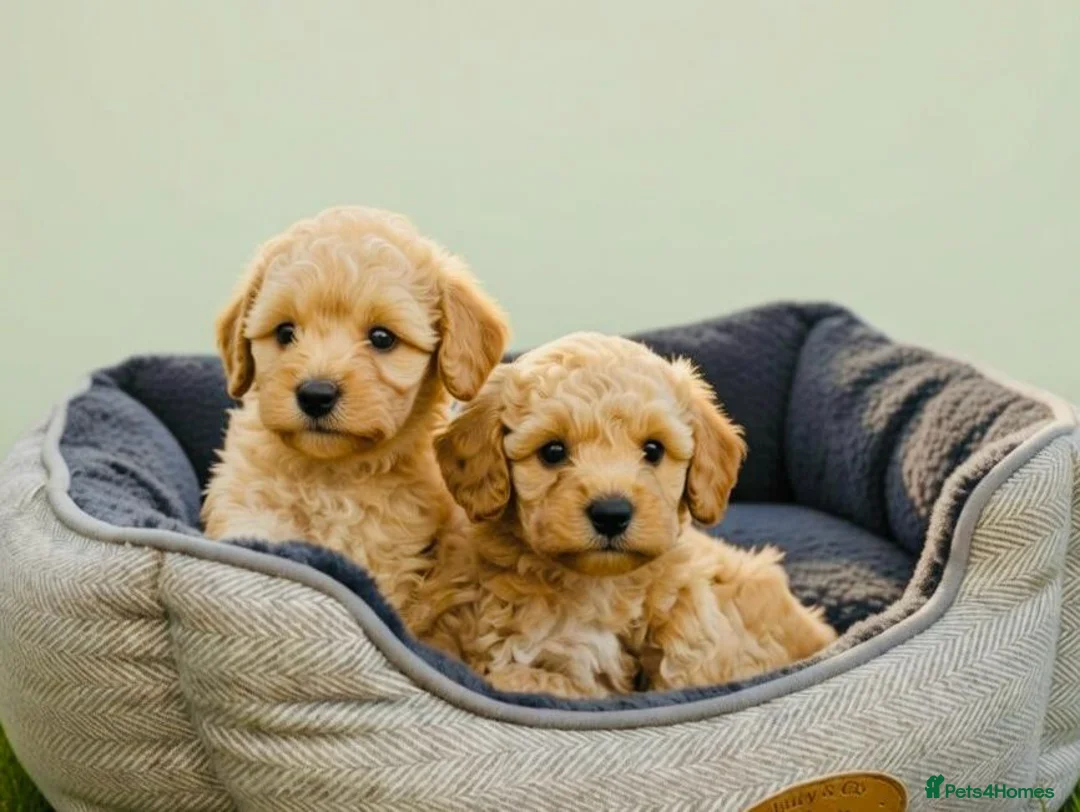 Maltipoo dogs for sale: Teddy bear Maltipoos, DNA Health tested - Advert 3