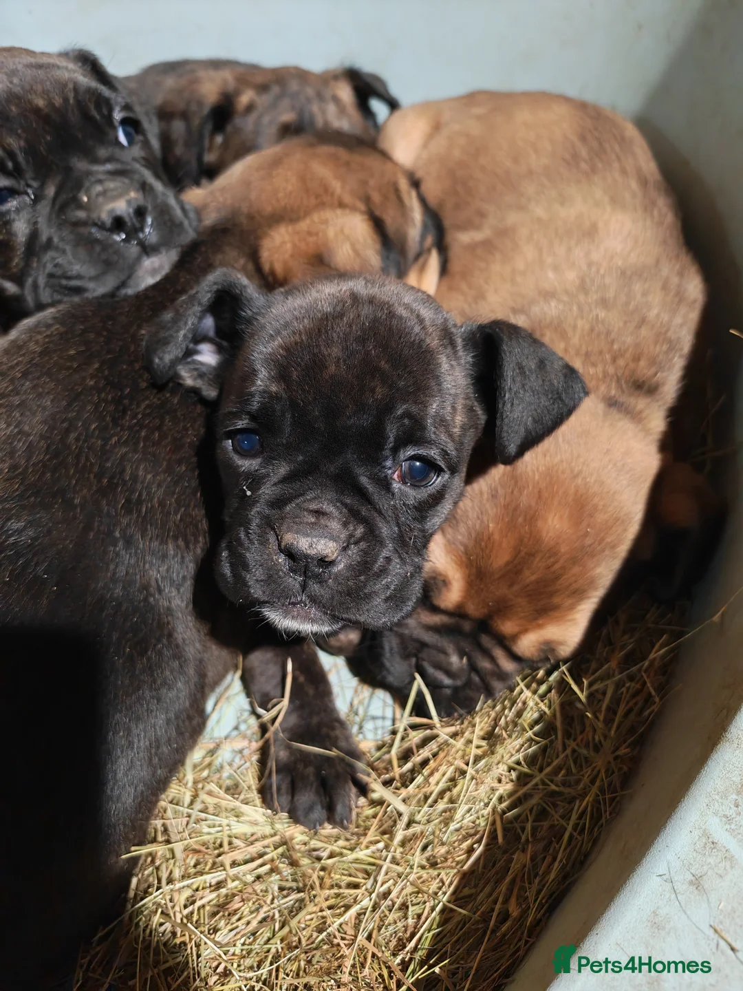Boxer dogs for sale: Boxer pups 4 girls 2 boys - Advert 6