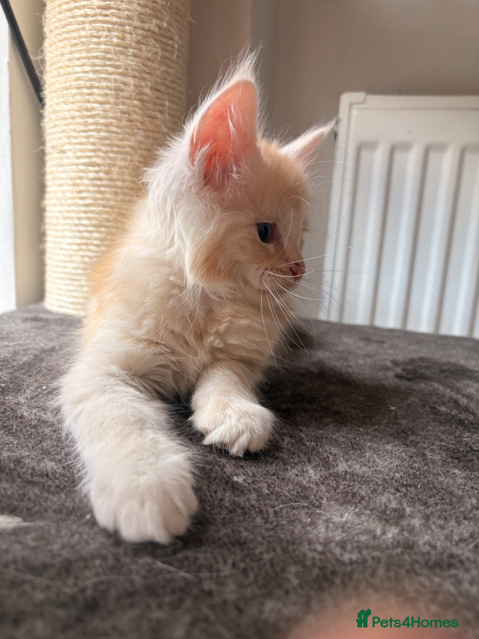 Maine Coon cats Sweet teddy bears. 🧸 🐈‍⬛ - Advert 2