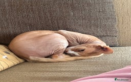 Mixed Breed cats for sale: Bengal x Spyhnx kittens  - Image 6