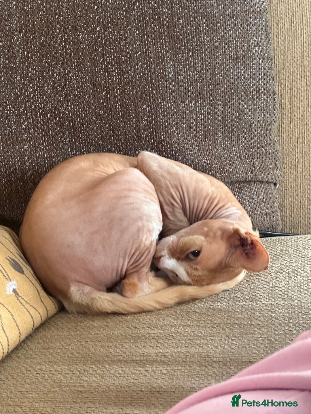 Mixed Breed cats for sale: Bengal x Spyhnx kittens  - Image 6