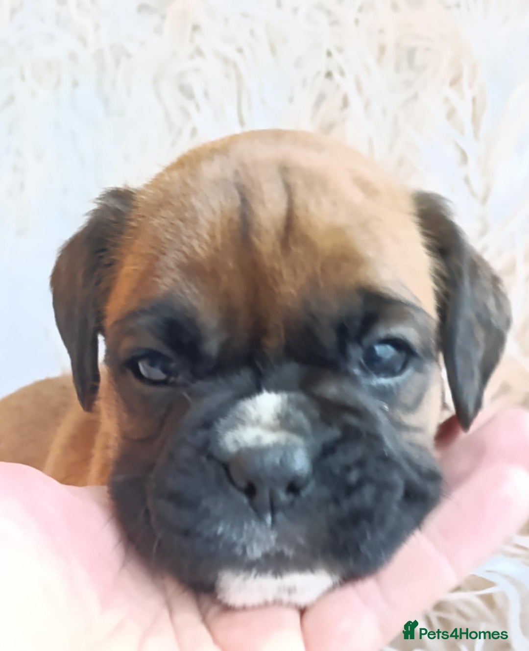 Boxer dogs for sale: Kc reg boxer pups for sale  - Image 7