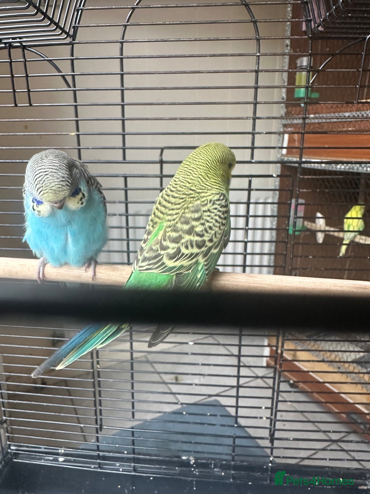 Budgerigars birds Lovely baby budgies in Dagenham  - Advert 1