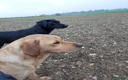Labrador Retriever dogs for sale: Last strong lab pup ready to leave - Image 9