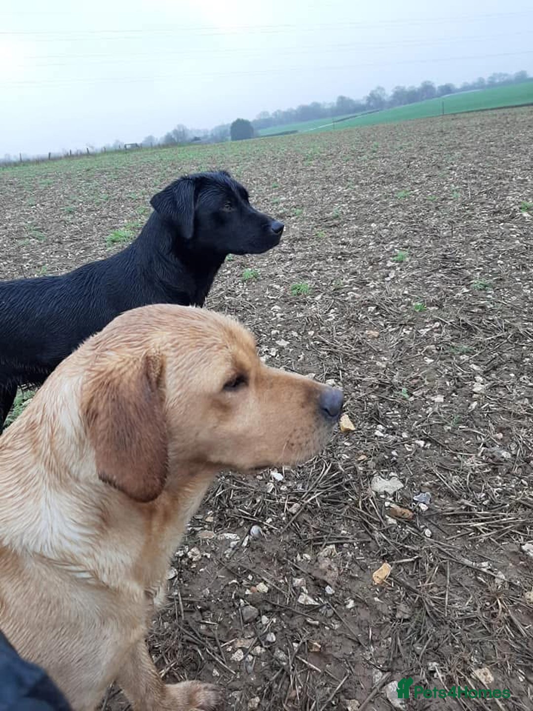 Labrador Retriever dogs for sale: Last strong lab pup ready to leave - Image 9