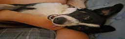 Border Collie dogs for sale: 10 month old male border collie  in Nottingham - Advert 5