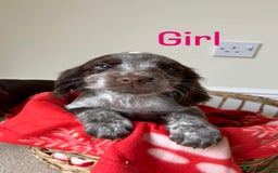 Cocker Spaniel dogs for sale: PUPPYS READY TO GO🐶🩷🩵 - Image 5
