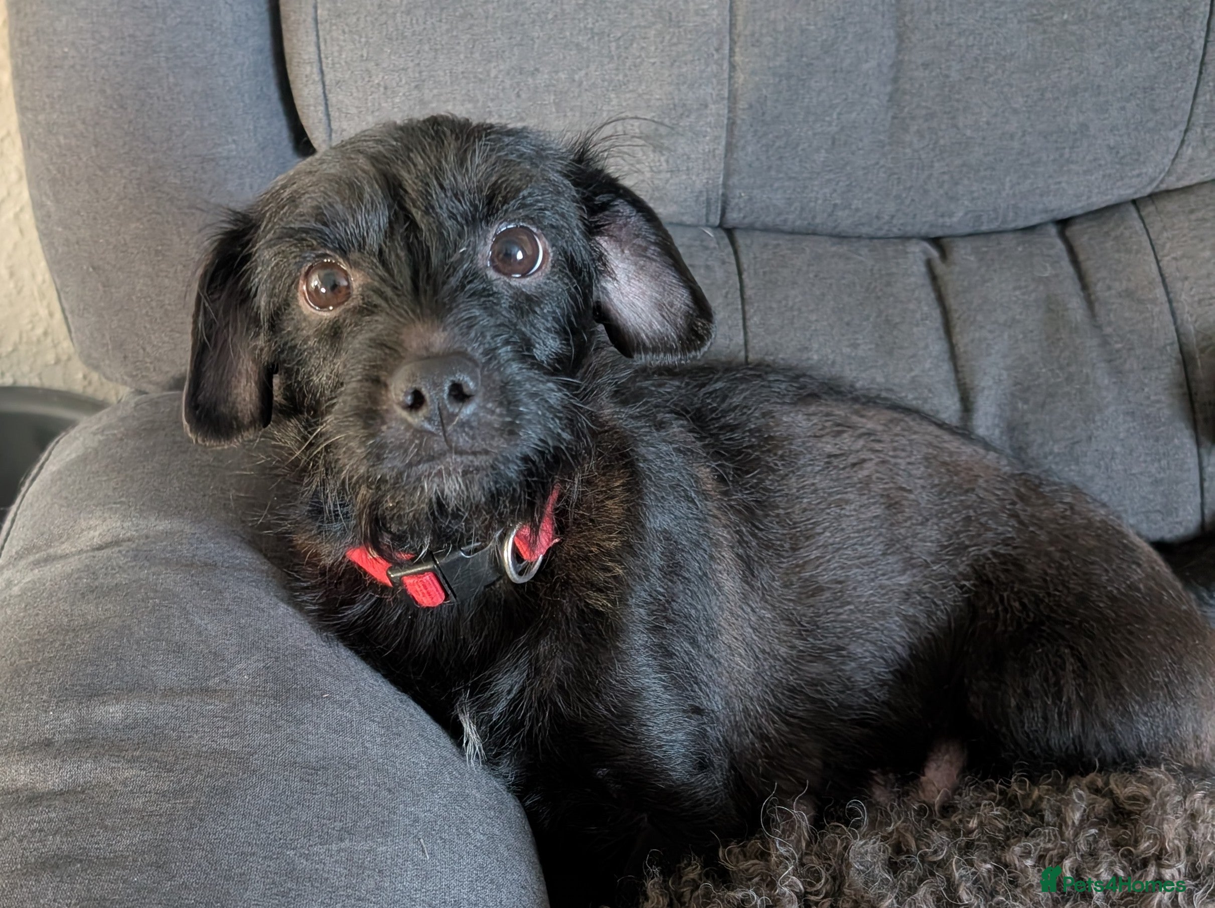 Mixed Breed dogs Mixed breed puppies 6 weeks old  - Advert 13