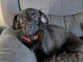 Mixed Breed dogs Mixed breed puppies 6 weeks old - Advert 15