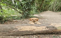 Cavapoo dogs for sale: Male cavapoo - Image 6