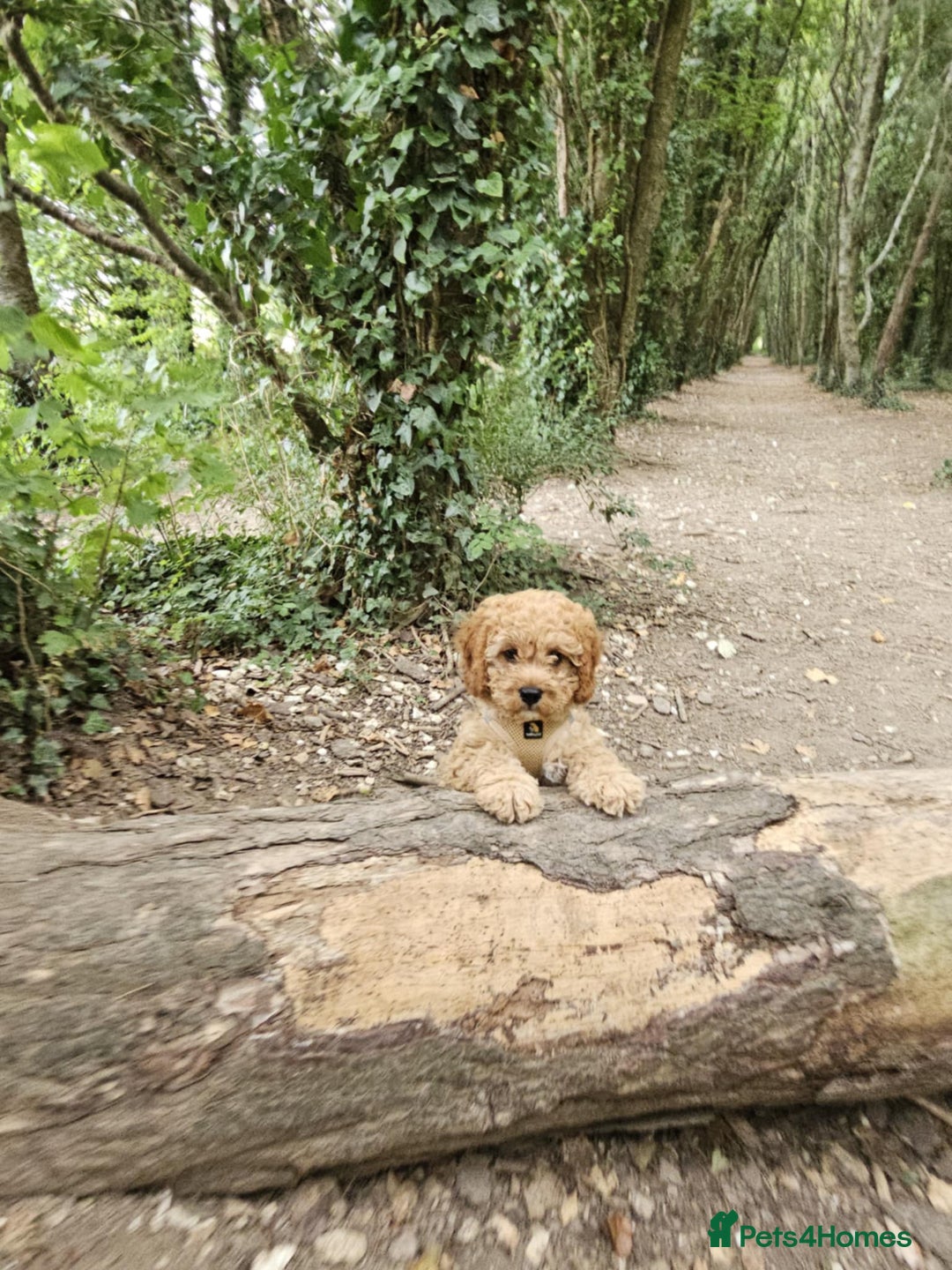 Cavapoo dogs for sale: Male cavapoo - Image 6