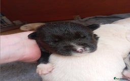 Mixed Breed dogs for sale: Alaskan malamute cross collies puppies  - Image 3