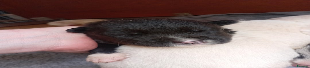 Mixed Breed Puppy 8