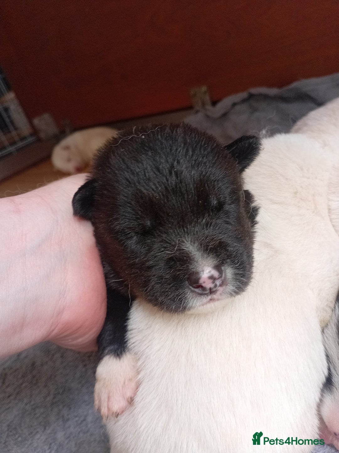 Mixed Breed dogs for sale: Alaskan malamute cross collies puppies  - Image 3