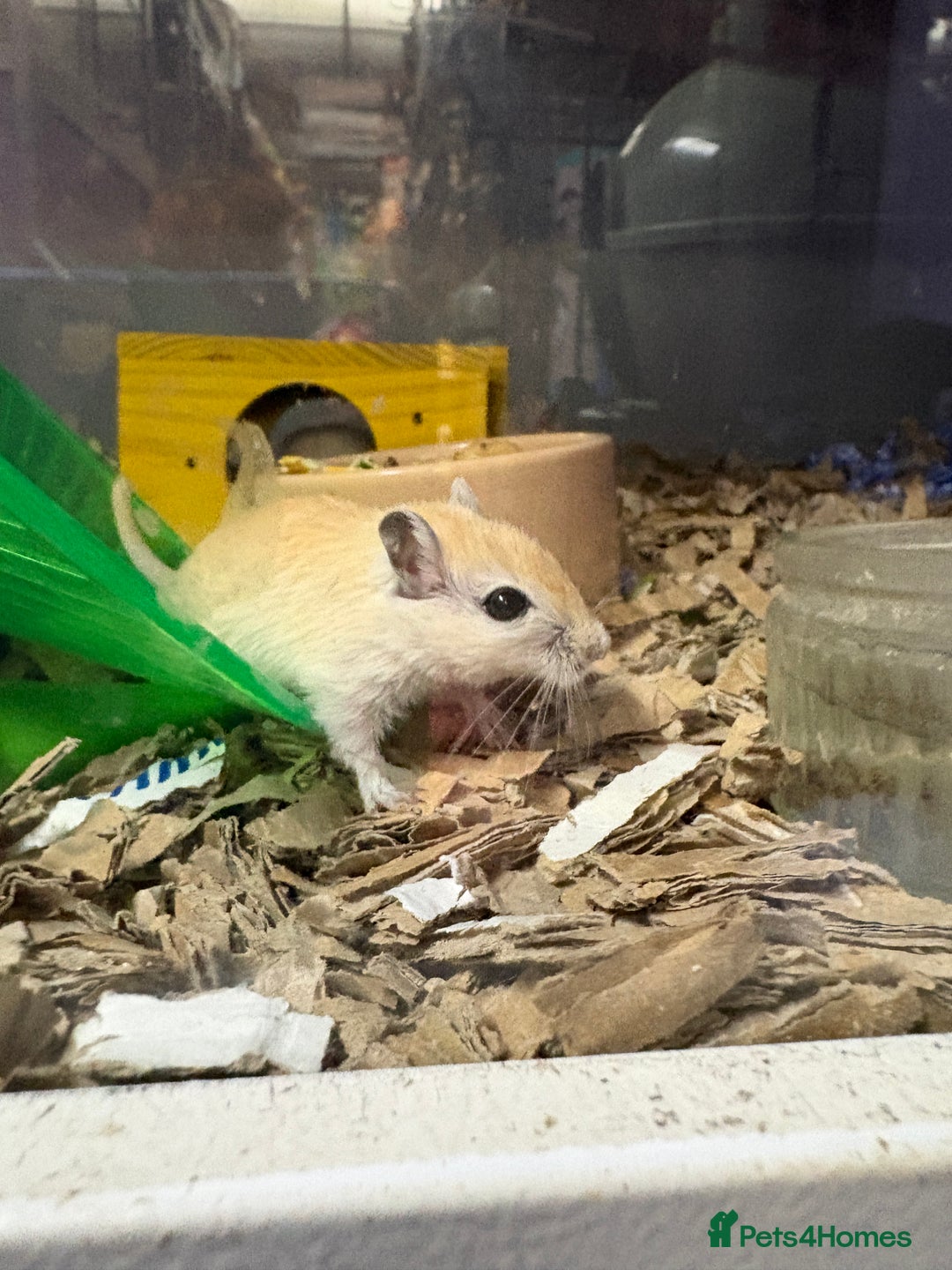 Gerbil rodents for sale: Friendly pet gerbils boys and girls  - Advert 1