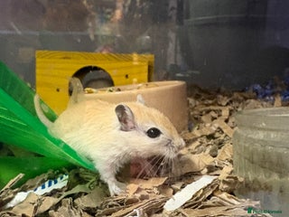 Gerbil rodents Friendly pet gerbils boys and girls - Advert 1