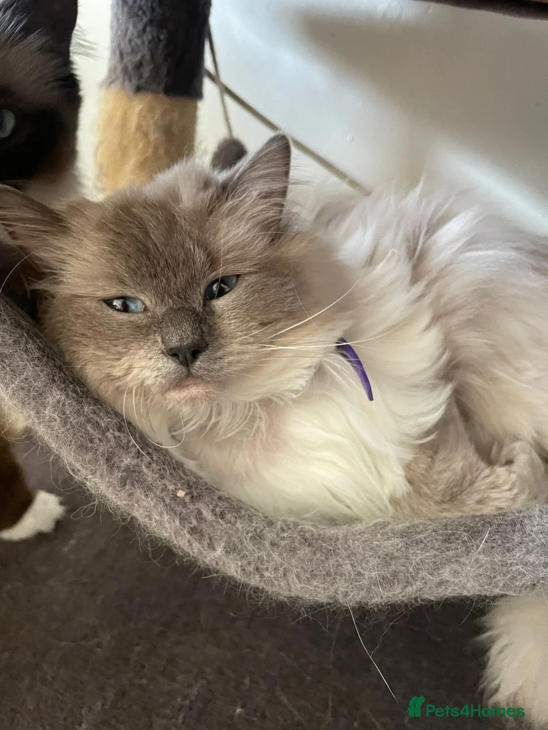 Ragdoll cats for sale: Adorable Loving Ragdoll Boy - Advert 1