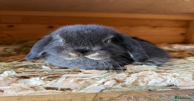 Mini Lop rabbits - Advert 4