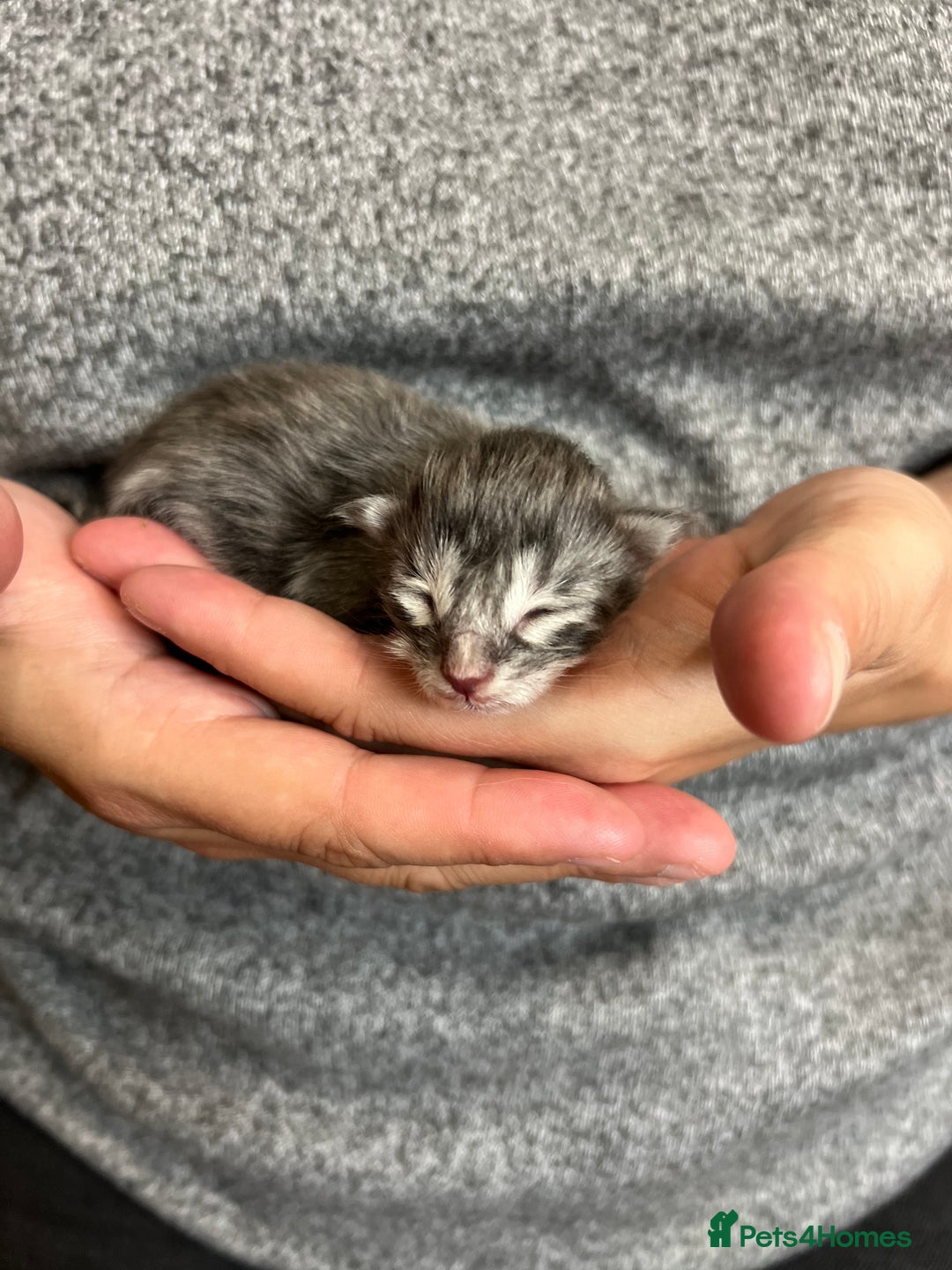 Maine Coon cats for sale: Maine coon kittens  - Image 9