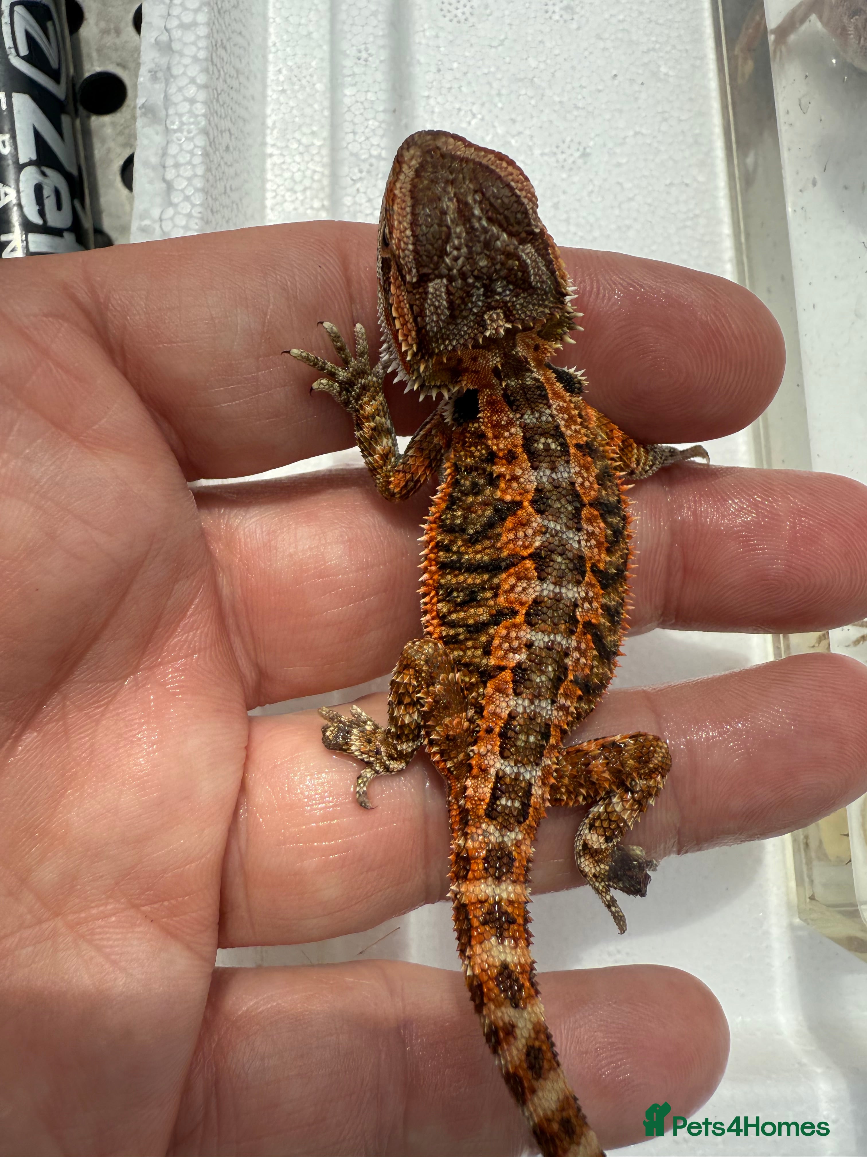 Bearded Dragon reptiles Red Monster juveniles  - Advert 2