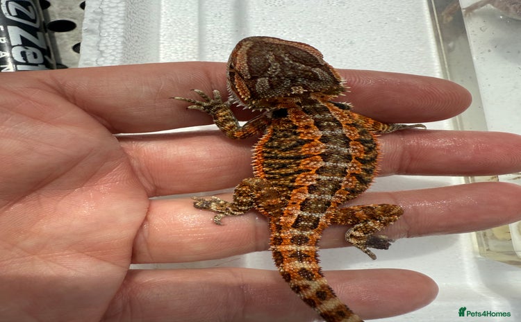 Bearded Dragon reptiles in Sutton - Advert 7