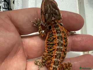Bearded Dragon reptiles Red Monster juveniles - Advert 2