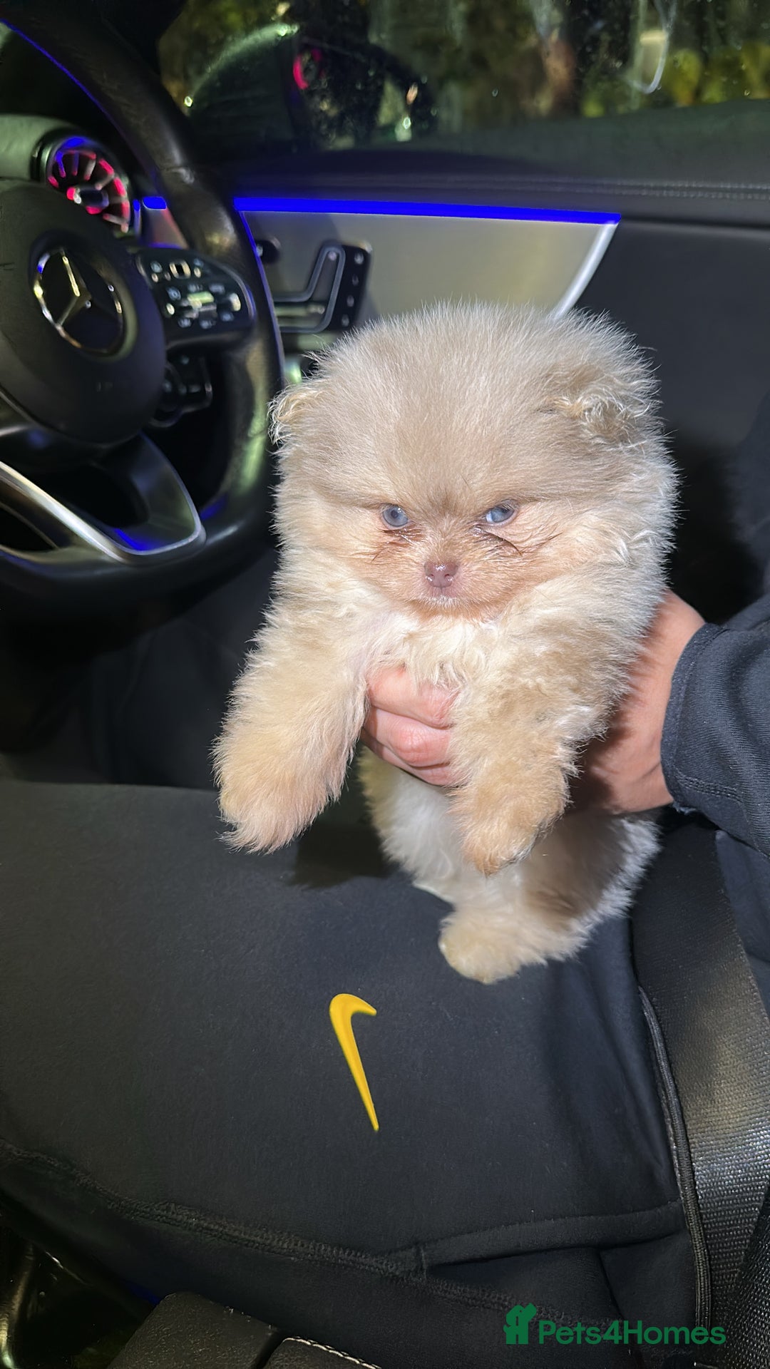 Pomeranian dogs for sale: Lilac merle and tan pomeranian  - Image 1