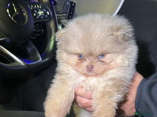 Pomeranian dogs for sale - Advert 1