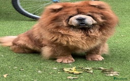 Chow Chow dogs for sale: Loving chow chow looking for a new home - Image 10