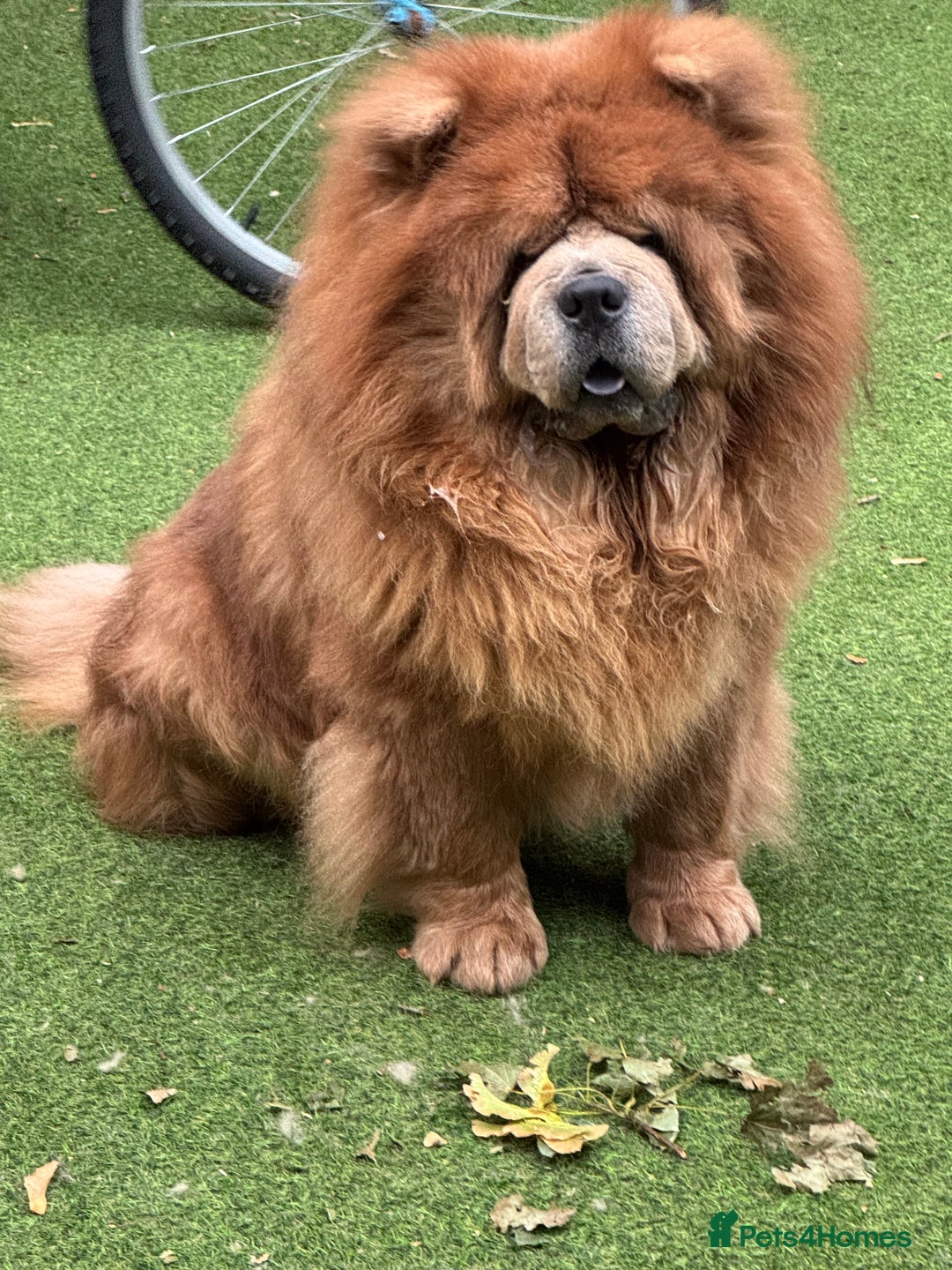 Chow Chow dogs for sale: Loving chow chow looking for a new home - Image 10