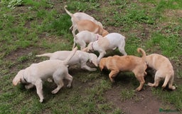 Labradoodle dogs for sale: Labradoodle / Fox Red Labrador X Puppies - Image 14