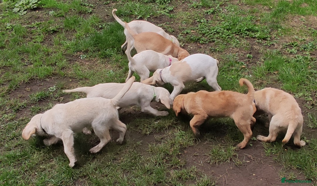 Labradoodle dogs for sale: Labradoodle / Fox Red Labrador X Puppies - Image 14