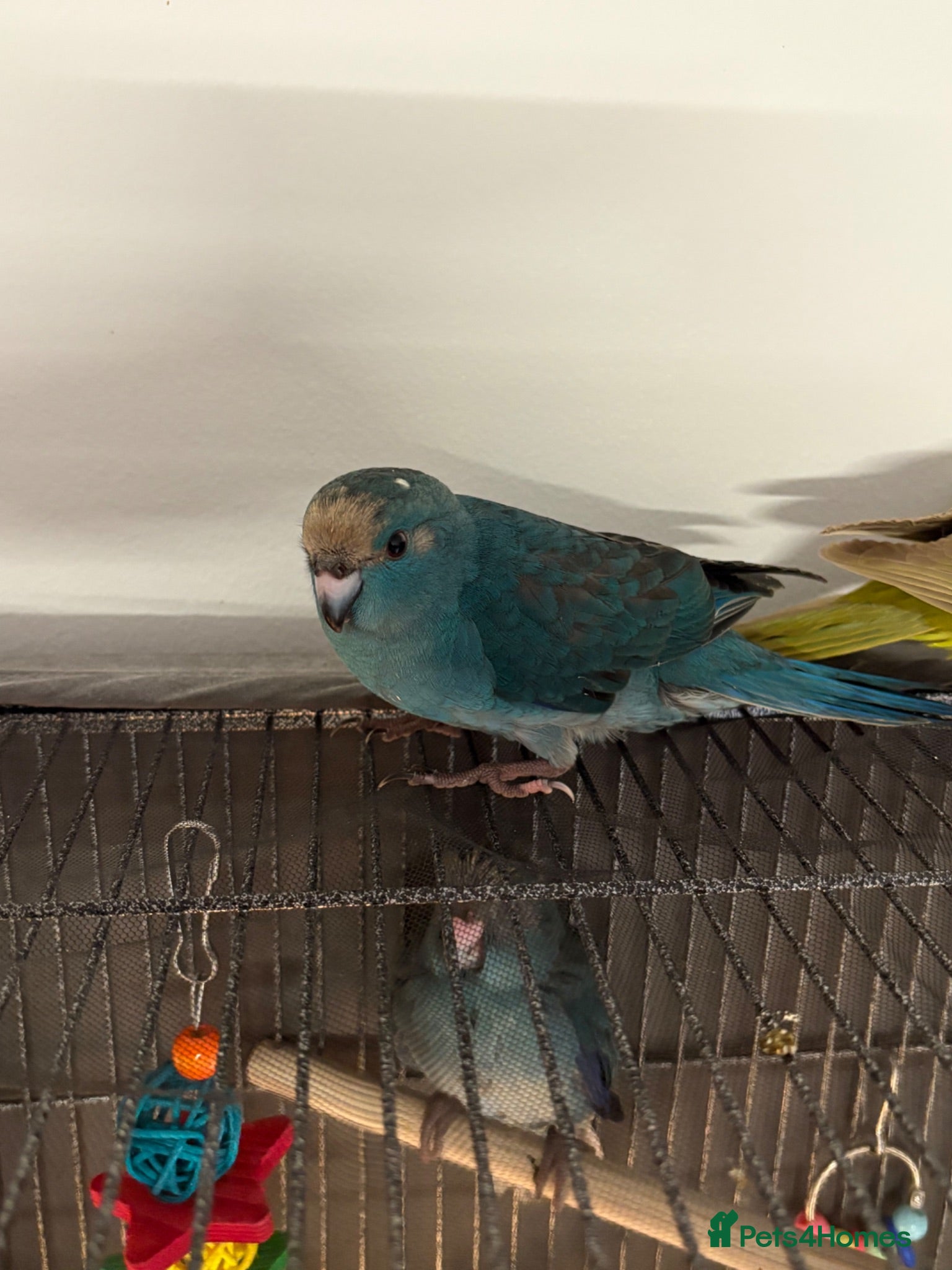 Parakeets birds Kakarikis ready for homes !  - Advert 2