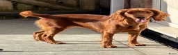 Cockapoo dogs for sale: F1 Toy Cockapoos - Advert 7