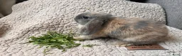 Mini Lop rabbits for sale: 6 MIXED GENDER BEAUTIFUL MINI LOP BUNNYS FOR SALE - Advert 8