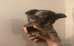 French Bulldog dogs for sale: French Bulldog puppies for sale - Image 2