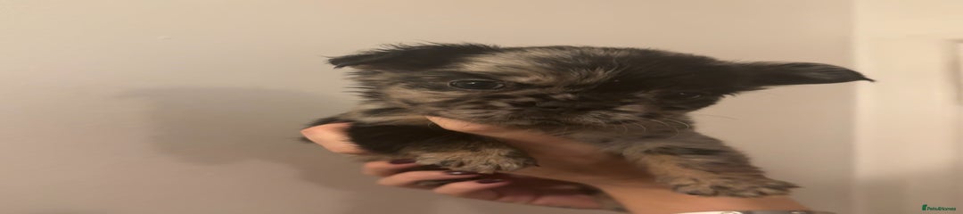 French Bulldog Puppy 2