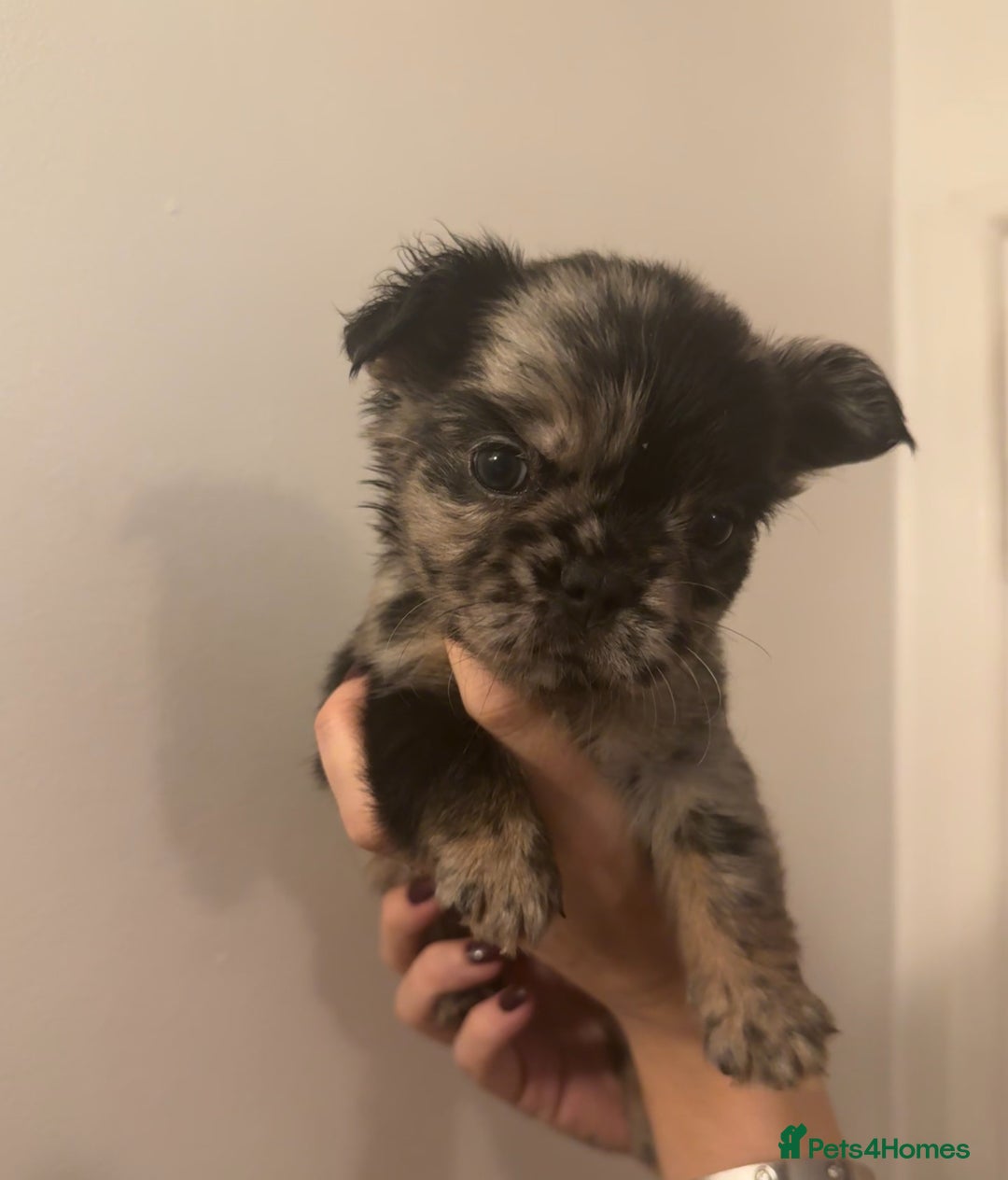 French Bulldog dogs for sale: French Bulldog puppies for sale - Image 2