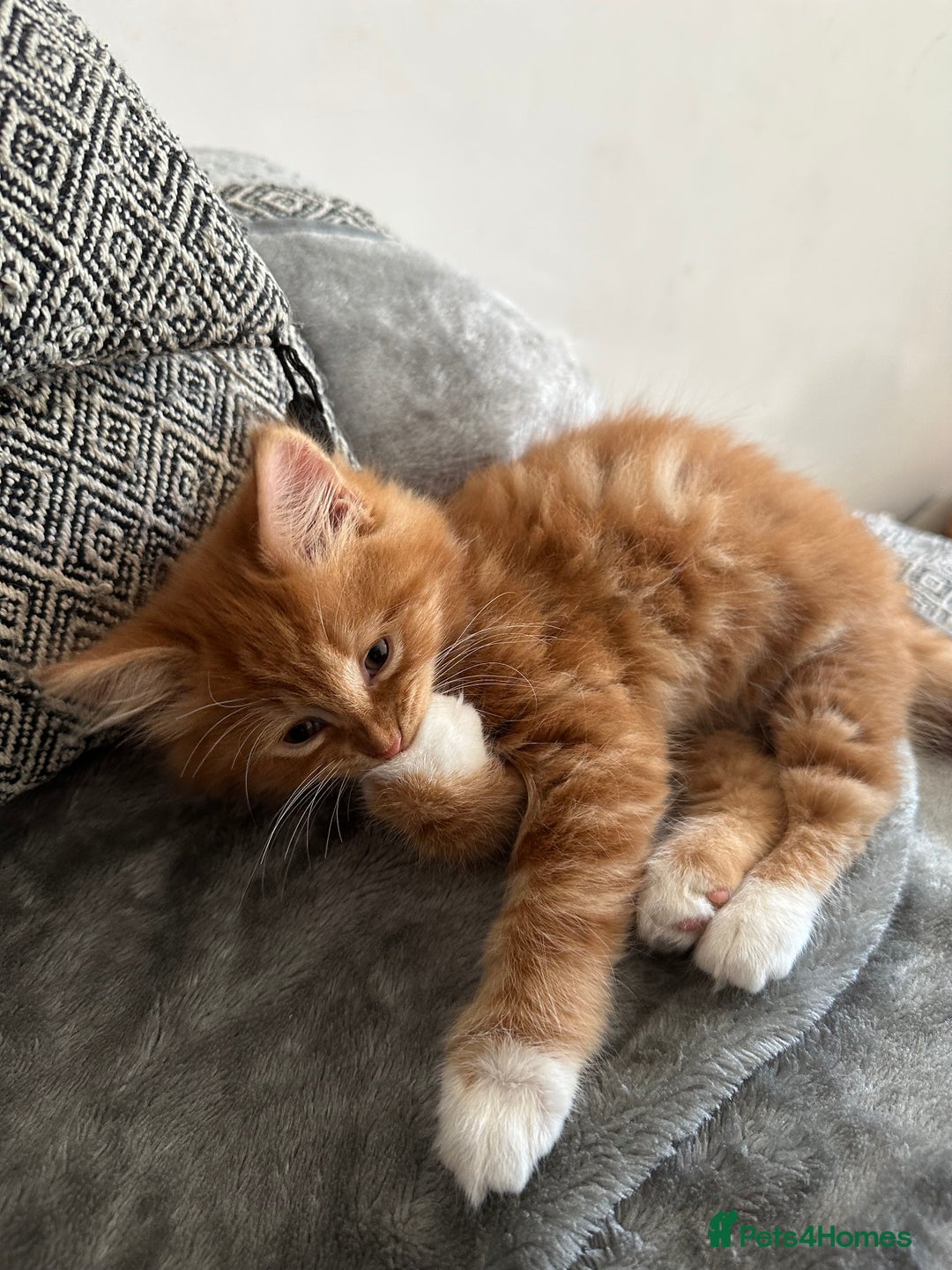 Scottish Fold cats for sale: Scottish fold/straight babies - Image 20
