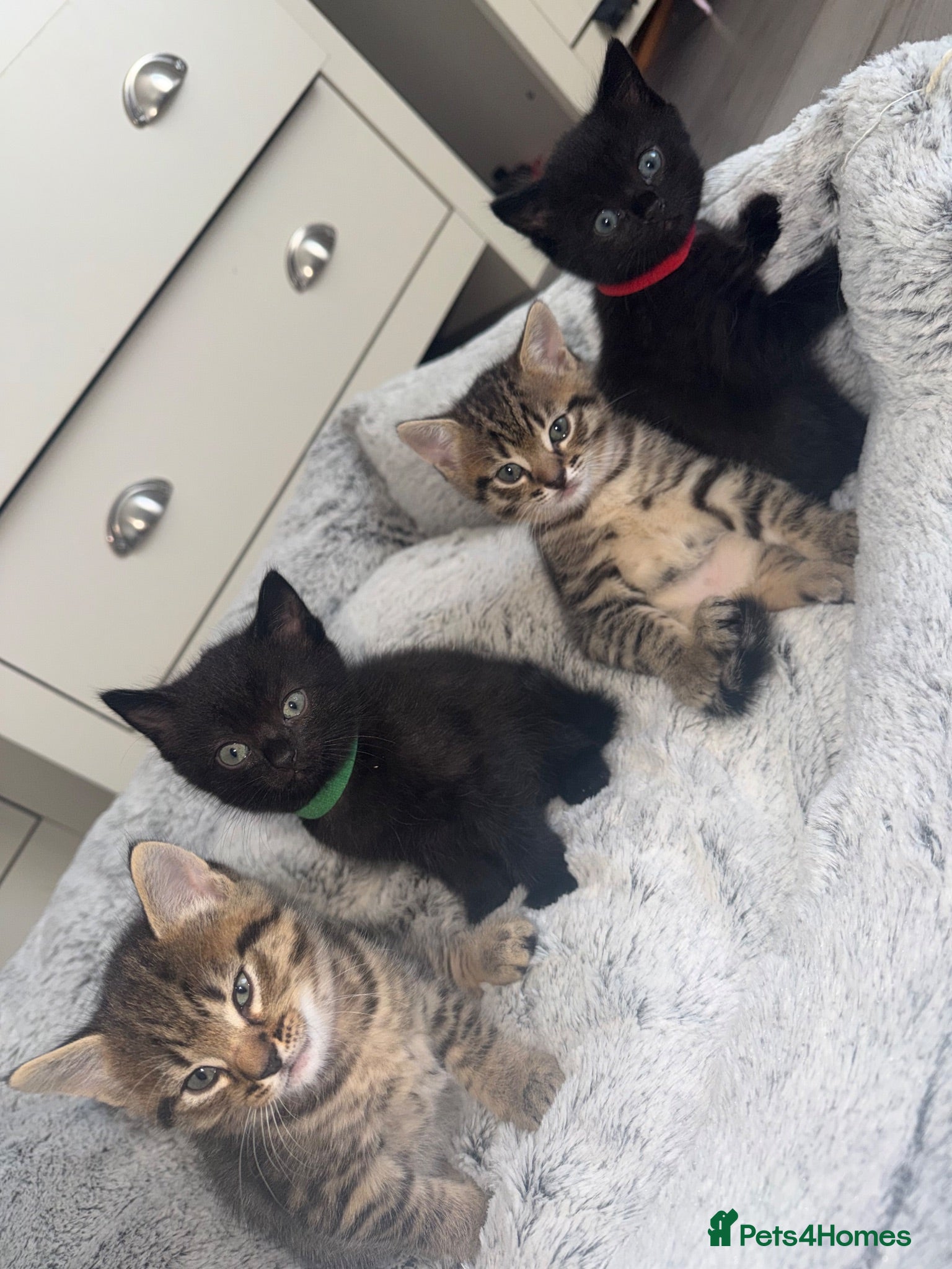 Mixed Breed cats Kittens looking for forever homes - Advert 1