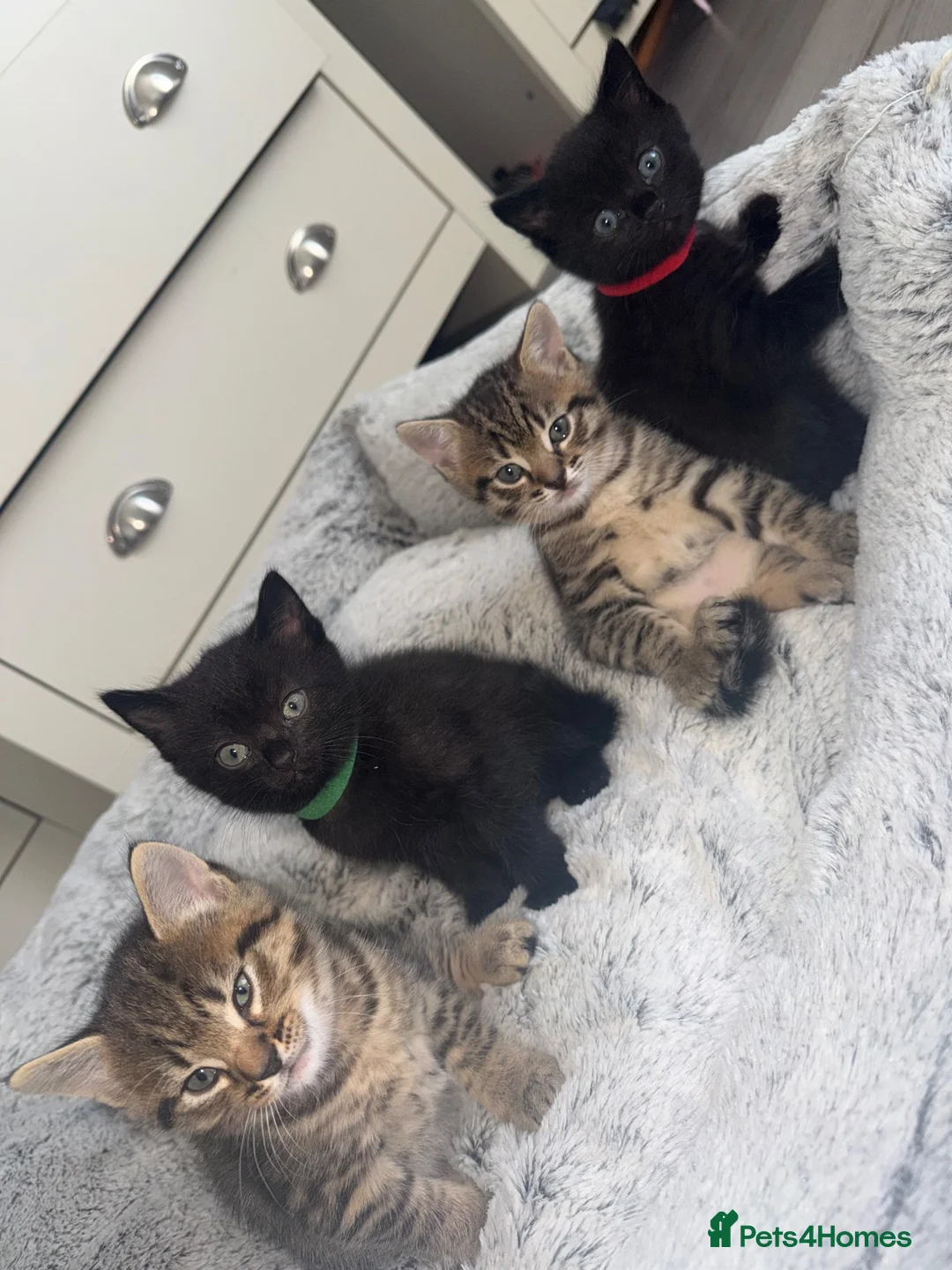 Mixed Breed cats for sale: Kittens looking for forever homes in Morecambe - Advert 1