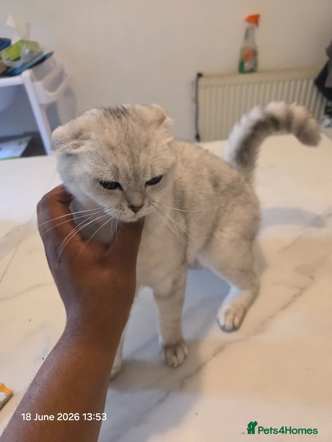 Scottish Fold cats for sale: DAISY - 2 Year Female Scottish Fold - Advert 2
