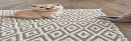 British Shorthair cats for sale: Pure BSH kittens one boy and one girl available  - Advert 2