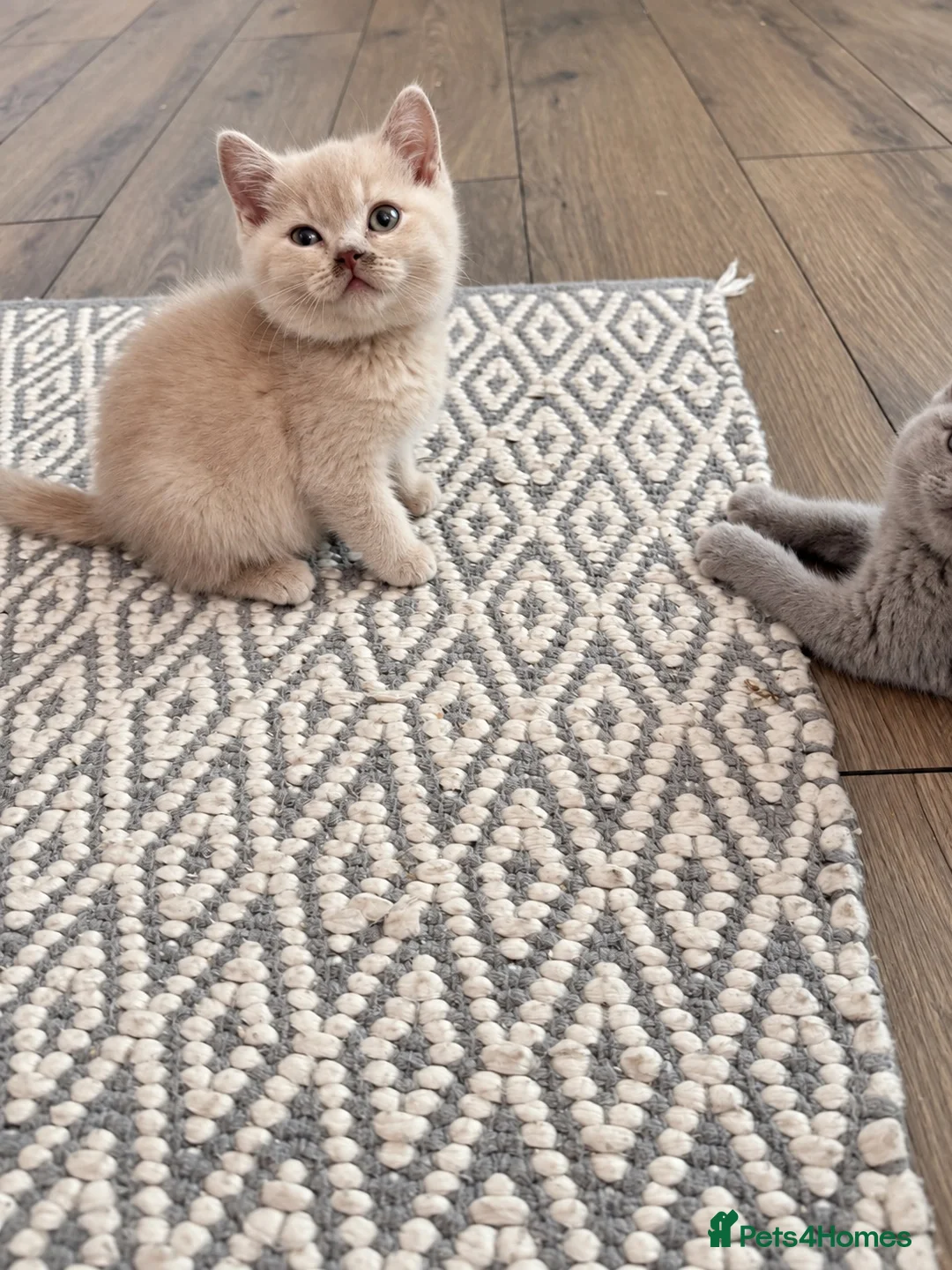 British Shorthair cats for sale: Pure BSH kittens one boy and one girl available  - Advert 2