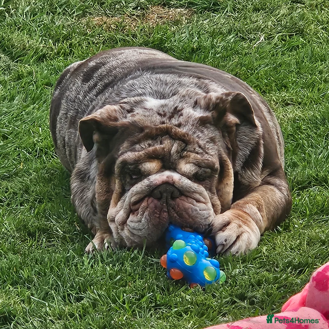 English Bulldog dogs for sale: Stunning Chocolate Merle Female English Bulldog - Advert 7