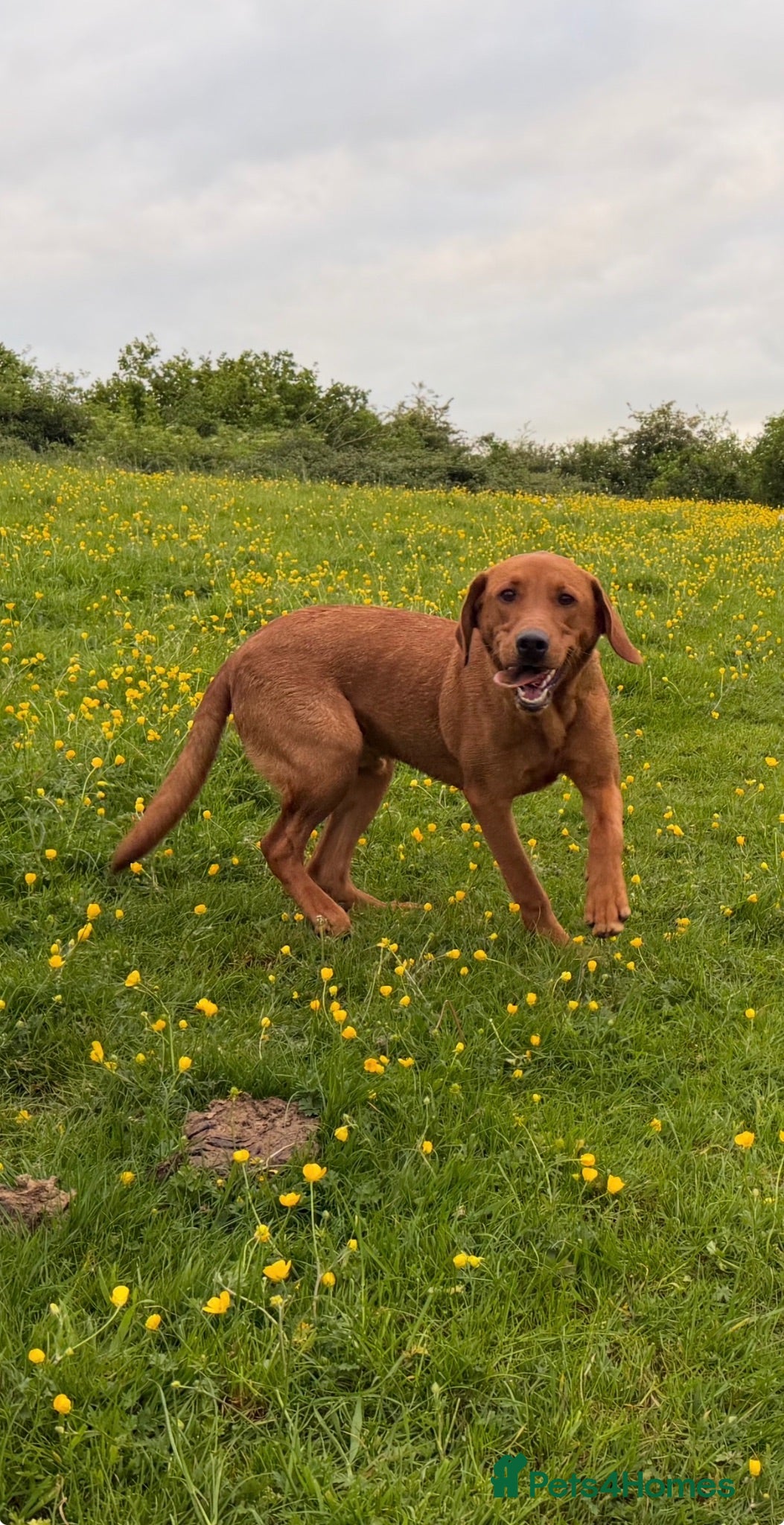 Labrador Retriever dogs 11 month old fox red Labrador  - Advert 1