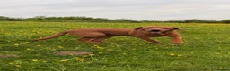 Labrador Retriever dogs for sale: 11 month old fox red Labrador  - Advert 1