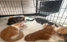 Mixed Breed cats for sale: Only 3 kittens left! - Image 40