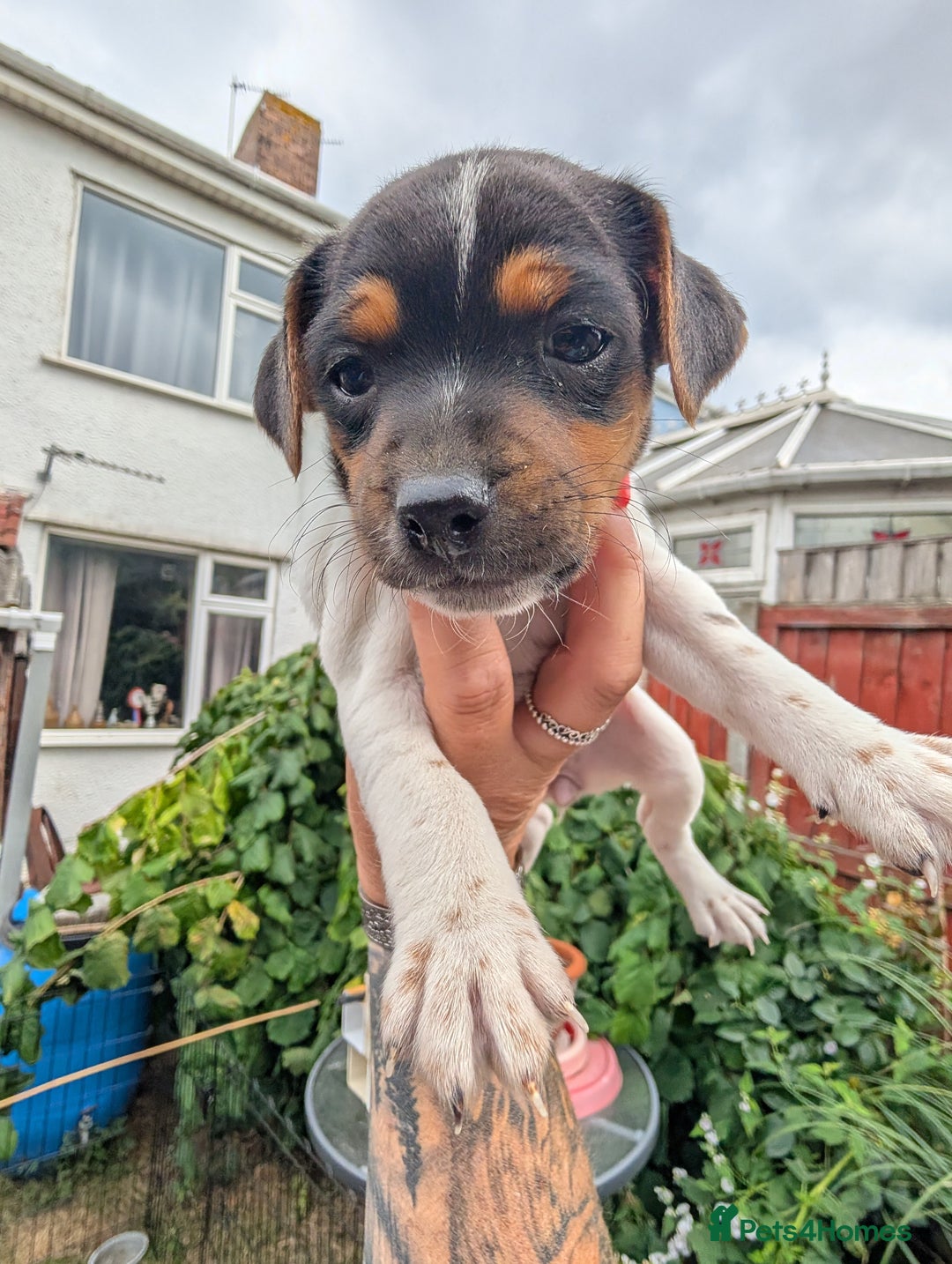 Jack Russell dogs for sale: Jack Russell puppys - Image 16