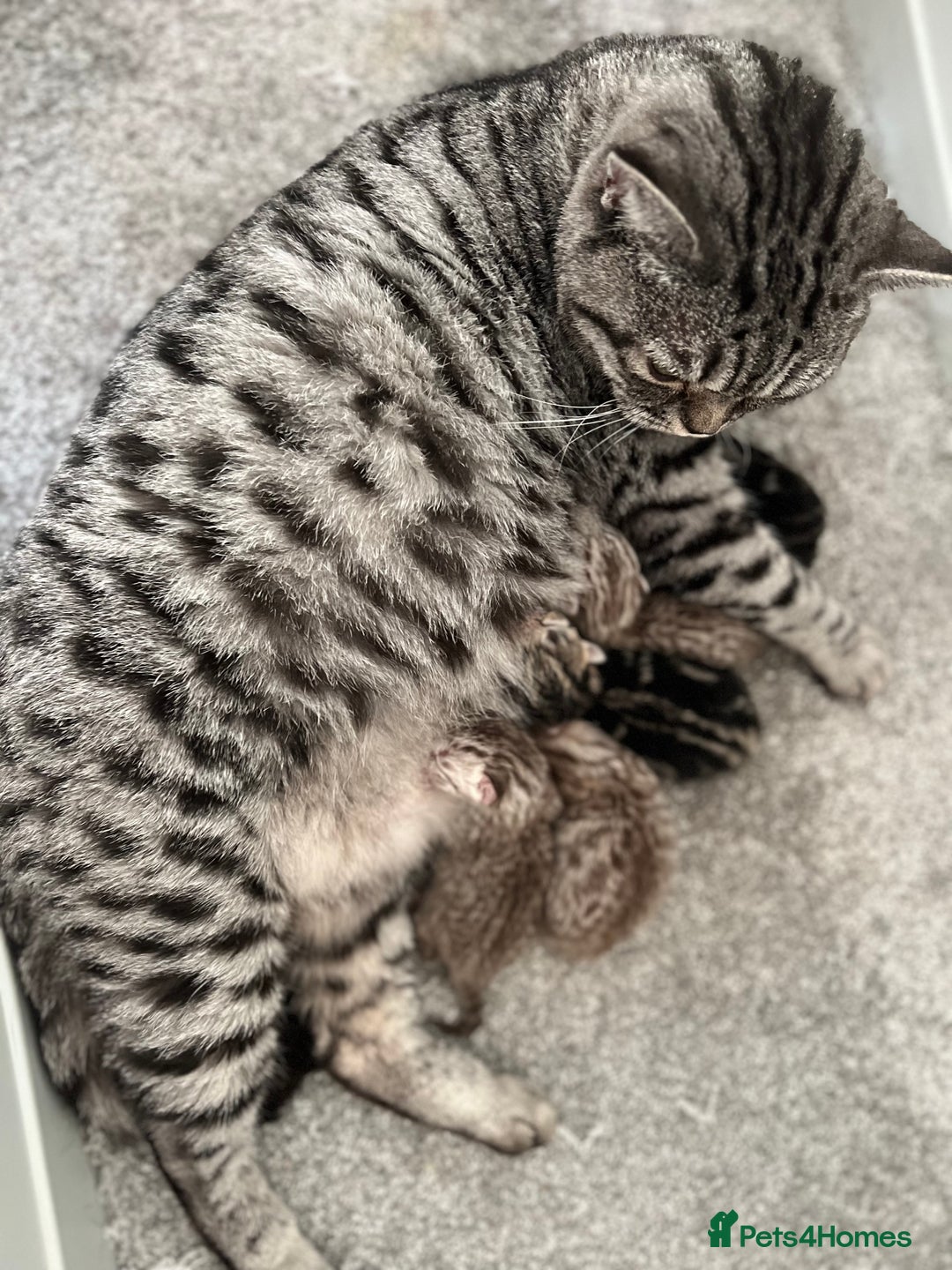 British Shorthair cats for sale: CHAMP Sire GCCF Pedigree BSH 2 Males 💙 Spotted  - Advert 8